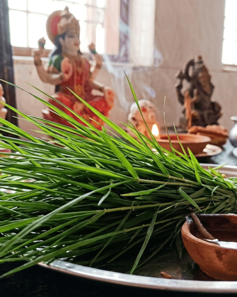 Durva grass