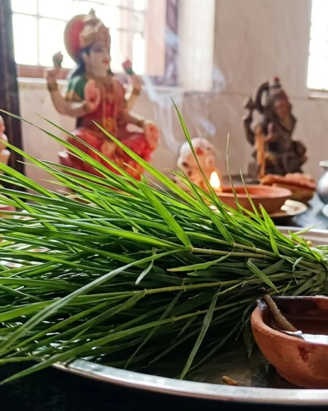 Durva grass